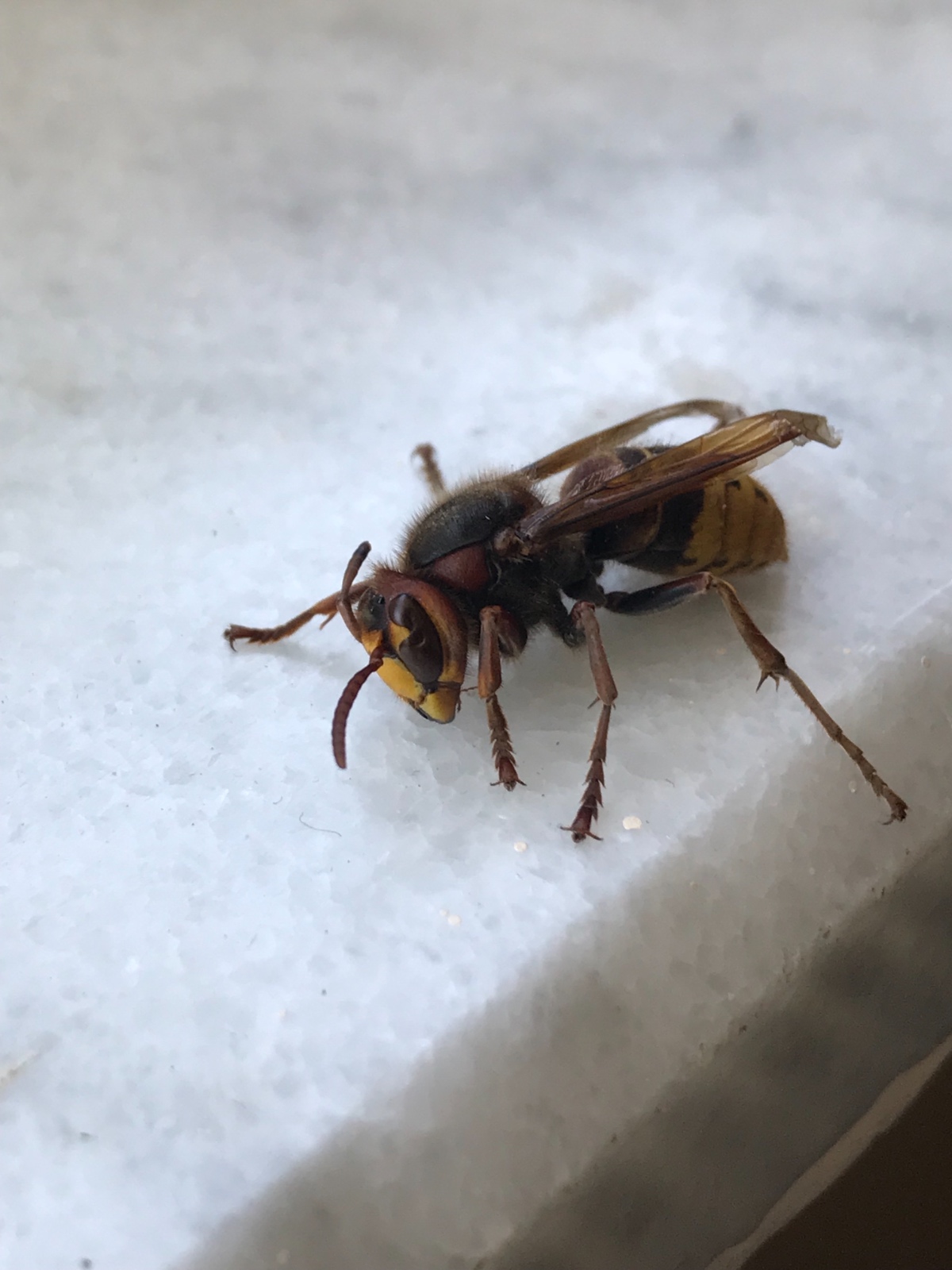 Avrupa eşek arısı, Sarıca - Vespa crabro